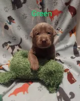 Silver Labrador Male Green, a male Labrador Retriever for sale in Eldon, MO – Photo 4 of 10