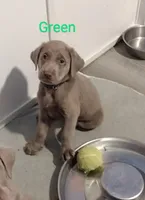 Silver Labrador Male Green, a male Labrador Retriever for sale in Eldon, MO – Photo 2 of 10