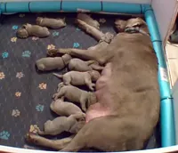 Silver Labrador Male Green, a male Labrador Retriever for sale in Eldon, MO – Photo 5 of 10