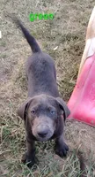 Charcoal Labrador Green Collar, a male Labrador Retriever for sale in Eldon, MO – 5 of 10