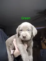 Silver Labrador Male Green Collar, a male Labrador Retriever for sale in Eldon, MO – Photo 2 of 9
