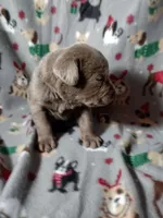 Silver Labrador Male Green Collar, a male Labrador Retriever for sale in Eldon, MO – Photo 4 of 9