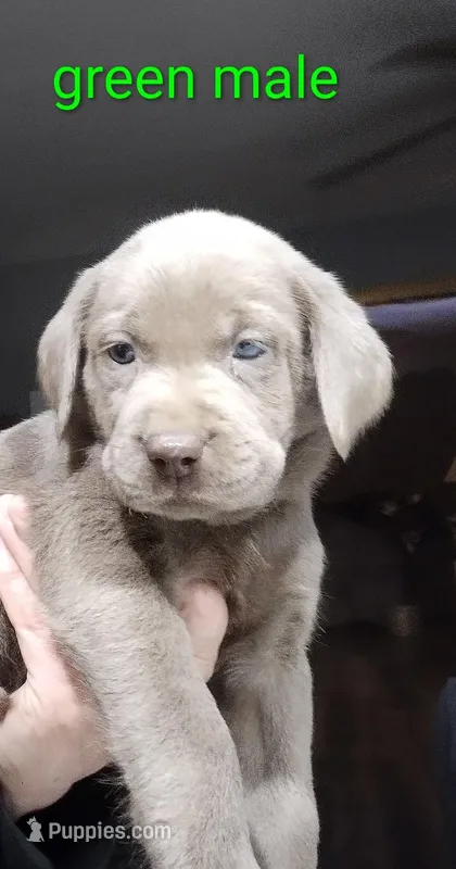 Silver Labrador Male Green Collar