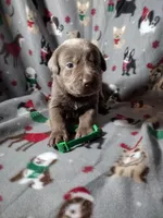 Silver Labrador Male Green Collar, a male Labrador Retriever for sale in Eldon, MO – Photo 5 of 9