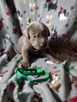 Silver Labrador Male Green Collar, a male Labrador Retriever for sale in Eldon, MO – Photo 7 of 9