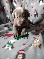 Silver Labrador Male Green Collar, a male Labrador Retriever for sale in Eldon, MO – Photo 6 of 9