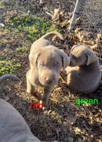 Silver Labrador Male Green Collar, a male Labrador Retriever for sale in Eldon, MO – Photo 3 of 9