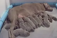 Silver Labrador Male Green Collar, a male Labrador Retriever for sale in Eldon, MO – Photo 8 of 9