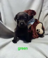 Charcoal Labrador Green Collar, a male Labrador Retriever for sale in Eldon, MO – 2 of 10