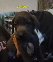 Charcoal Labrador Yellow Collar, a male Labrador Retriever for sale in Eldon, MO – 4 of 10