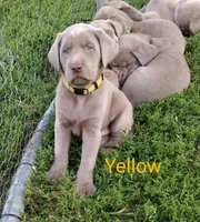 Silver Labrador Male Yellow, a male Labrador Retriever for sale in Eldon, MO – Photo 1 of 10