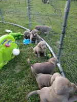 Silver Labrador Male Yellow, a male Labrador Retriever for sale in Eldon, MO – Photo 4 of 10