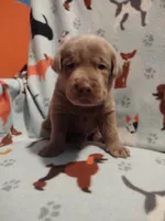 Silver Labrador Male Yellow, a male Labrador Retriever for sale in Eldon, MO – Photo 10 of 10