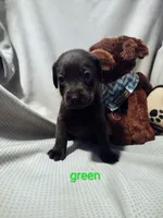 Charcoal Labrador Green Collar, a male Labrador Retriever for sale in Eldon, MO – 6 of 10
