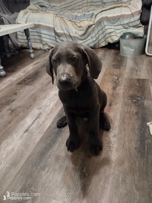 Labrador Charcoal W/Green Collar – Labrador Retriever puppy for sale in Eldon, MO