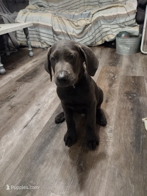 Charcoal Labrador Green Collar – Labrador Retriever puppy for sale in Eldon, MO