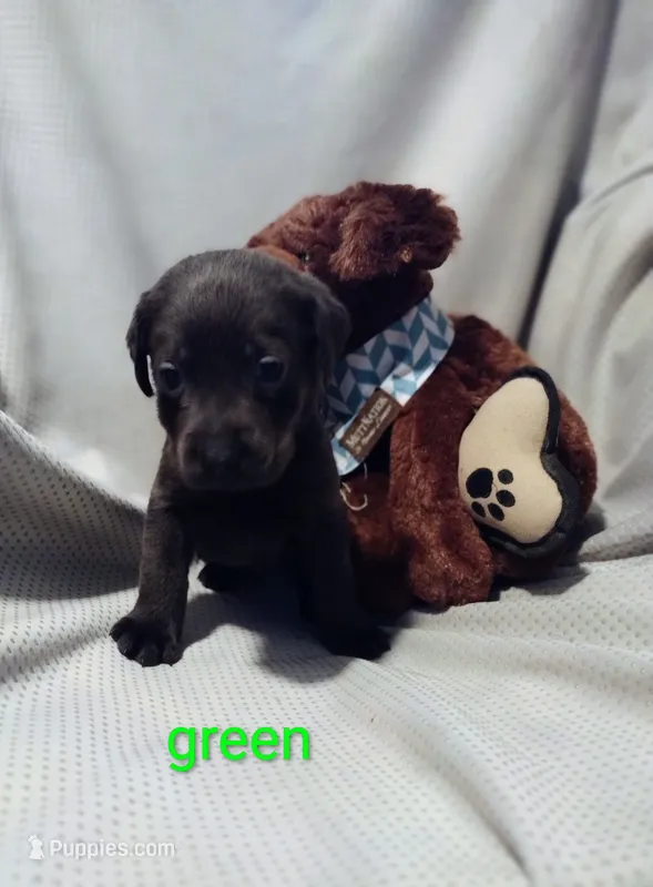 Charcoal Labrador Green Collar – Labrador Retriever puppy for sale in Eldon, MO