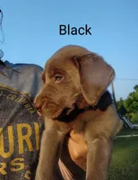 Silver Labrador Female Black, a female Labrador Retriever for sale in Eldon, MO – Photo 4 of 10