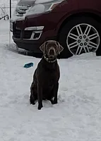 Silver Labrador Female Black, a female Labrador Retriever for sale in Eldon, MO – Photo 5 of 10