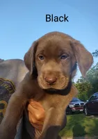 Silver Labrador Female Black, a female Labrador Retriever for sale in Eldon, MO – Photo 2 of 10