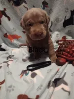 Silver Labrador Female Black, a female Labrador Retriever for sale in Eldon, MO – Photo 3 of 10