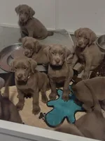 Silver Labrador Female Black, a female Labrador Retriever for sale in Eldon, MO – Photo 6 of 10