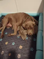 Silver Labrador Female Black, a female Labrador Retriever for sale in Eldon, MO – Photo 7 of 10