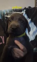 Charcoal Labrador Yellow Collar, a male Labrador Retriever for sale in Eldon, MO – 2 of 10