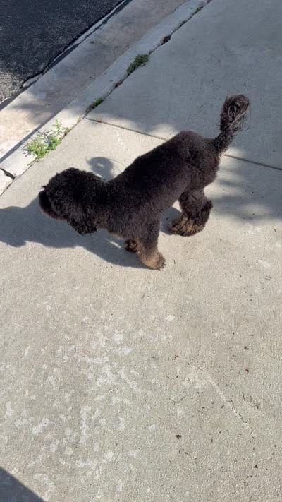 Darla, a female Miniature Goldendoodle for sale in Miami, FL – 5 of 5