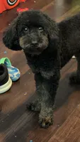 Darla, a female Miniature Goldendoodle for sale in Miami, FL – 3 of 5