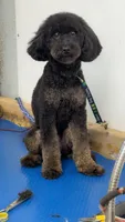 Darla, a female Miniature Goldendoodle for sale in Miami, FL – 1 of 5