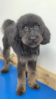 Darla, a female Miniature Goldendoodle for sale in Miami, FL – 4 of 5