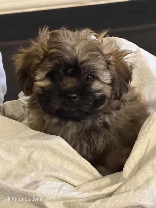 Rocky – Mal Shi puppy for sale in Jersey City, NJ