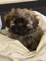 Rocky, a male Mal Shi for sale in Jersey City, NJ – Photo 1 of 3