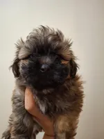 Rocky, a male Mal Shi for sale in Jersey City, NJ – Photo 2 of 3