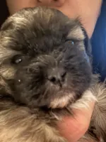 Rocky, a male Mal Shi for sale in Jersey City, NJ – Photo 3 of 3