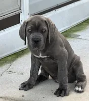 Cane Corso Blue Brindle , a male Cane Corso for sale in Miami, FL – Photo 8 of 10