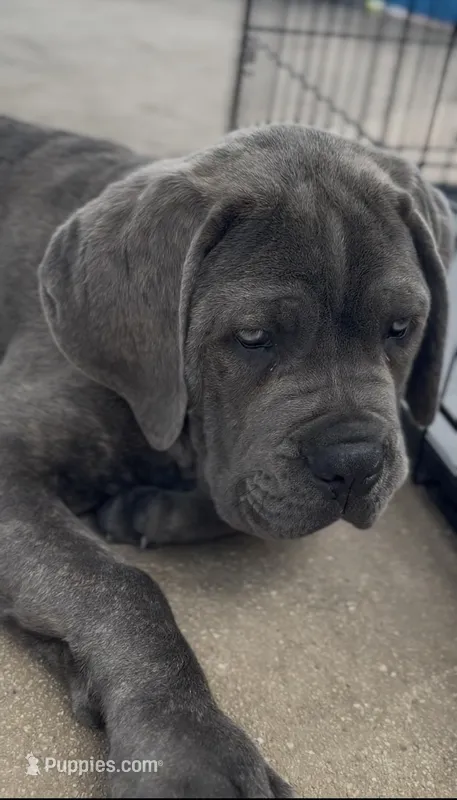 Cane Corso Blue Brindle  – Cane Corso puppy for sale in Miami, FL