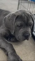 Cane Corso Blue Brindle , a male Cane Corso for sale in Miami, FL – Photo 1 of 10