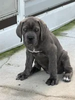 Cane Corso Blue Brindle , a male Cane Corso for sale in Miami, FL – Photo 10 of 10