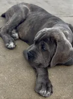 Cane Corso Blue Brindle , a male Cane Corso for sale in Miami, FL – Photo 5 of 10
