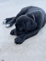 Cane Corso Black Male, a male Cane Corso for sale in Miami, FL – Photo 4 of 7