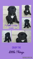 Cane Corso Black Male, a male Cane Corso for sale in Miami, FL – Photo 3 of 7