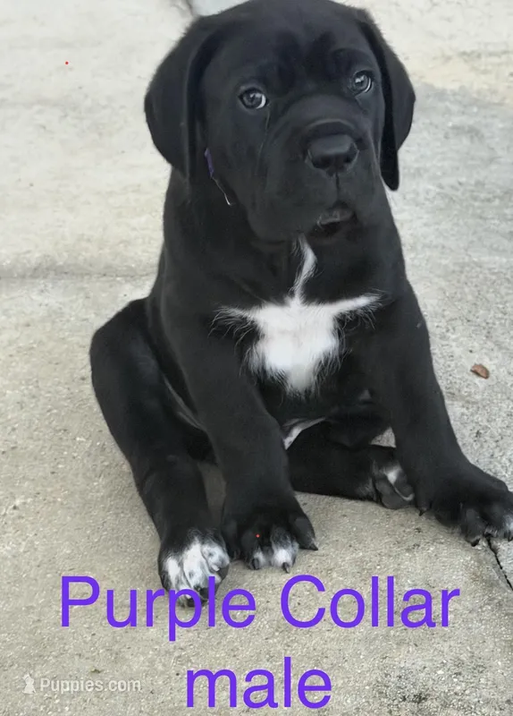 Cane Corso Black Male, a male Cane Corso for sale in Miami, FL – Photo 1 of 7