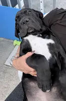 Cane Corso Black Male, a male Cane Corso for sale in Miami, FL – Photo 7 of 7