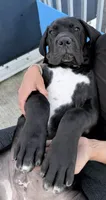 Cane Corso Black Male, a male Cane Corso for sale in Miami, FL – Photo 2 of 7