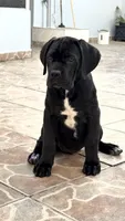 Cane Corso Black Male, a male Cane Corso for sale in Miami, FL – Photo 6 of 7