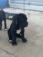 Cane Corso black Male, a male Cane Corso for sale in Miami, FL – Photo 8 of 9