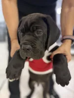 Cane Corso black Male, a male Cane Corso for sale in Miami, FL – Photo 2 of 9