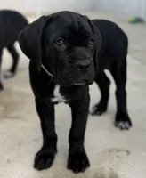 Cane Corso black Male, a male Cane Corso for sale in Miami, FL – Photo 3 of 9